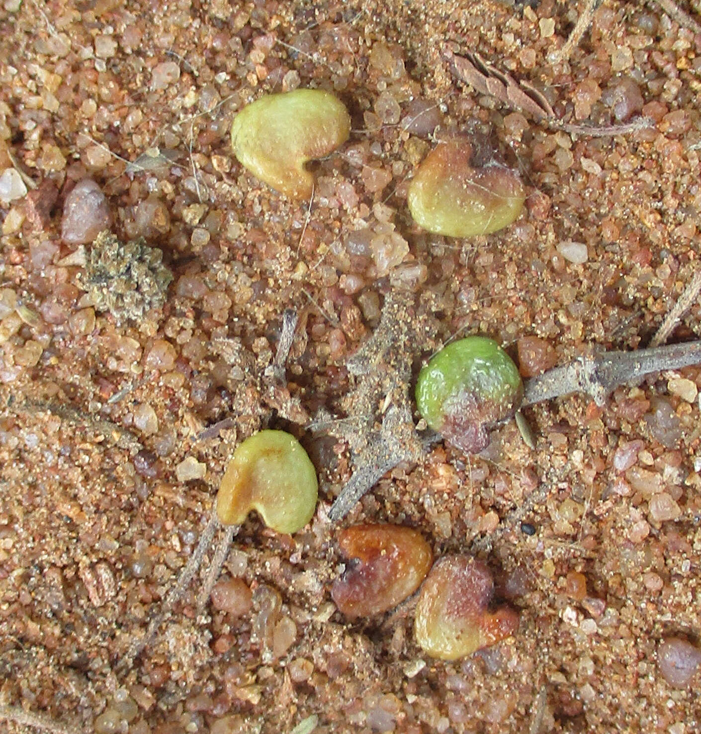 Image of Crotalaria burkeana Benth.