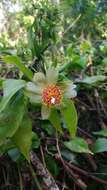 Image of Barbados shrub