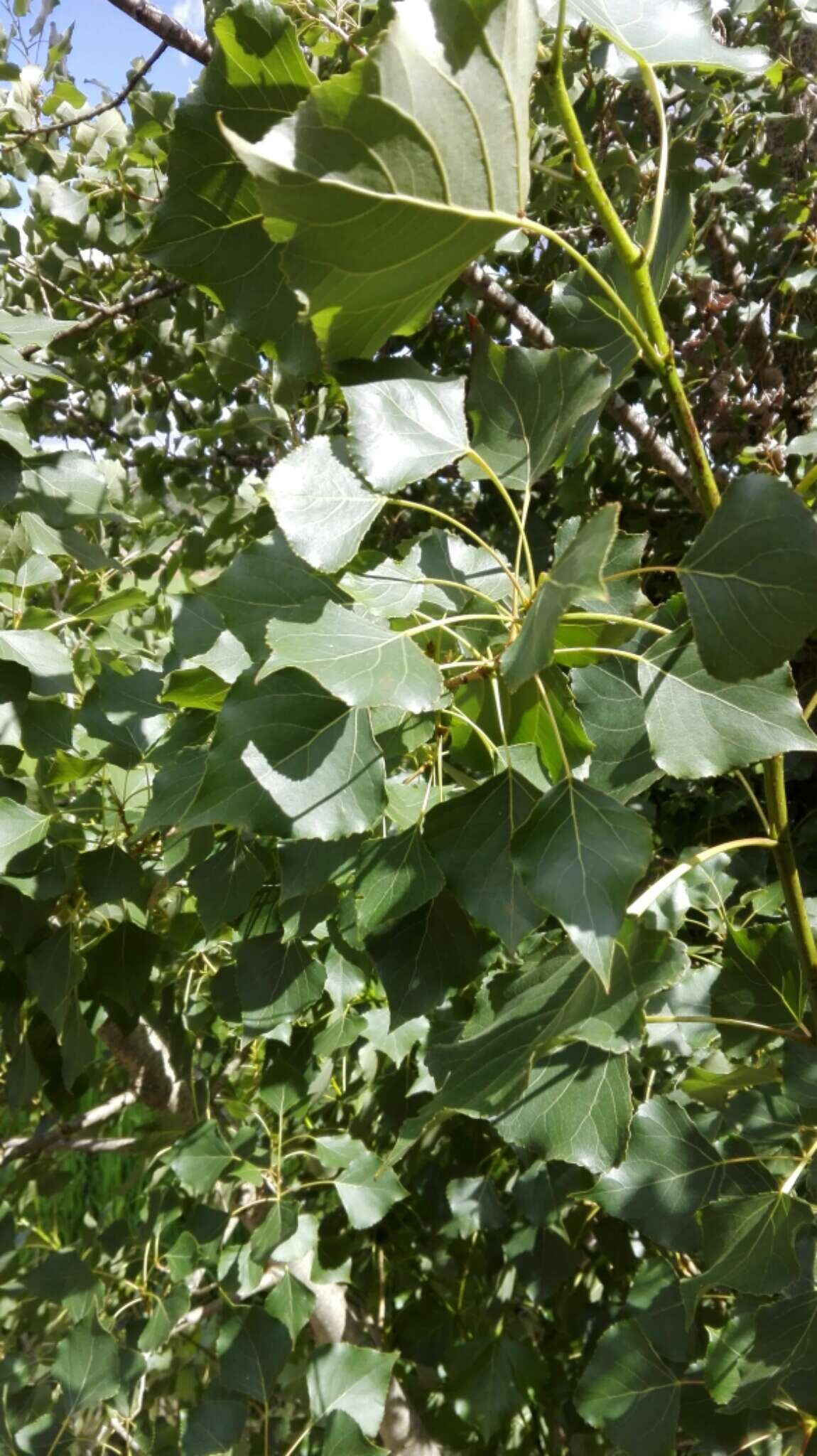 Image of Populus nigra L.