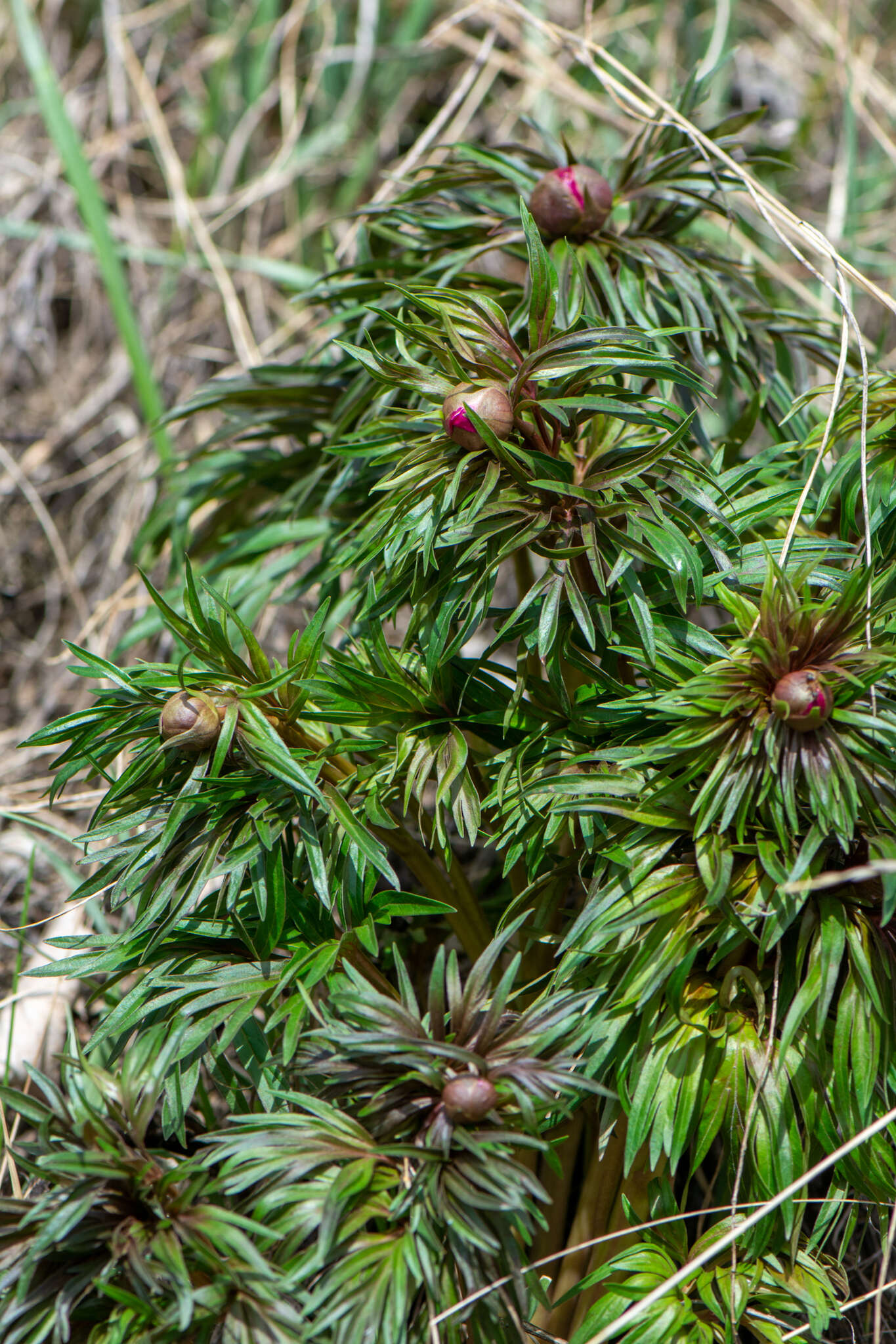 Image of Paeonia intermedia subsp. intermedia