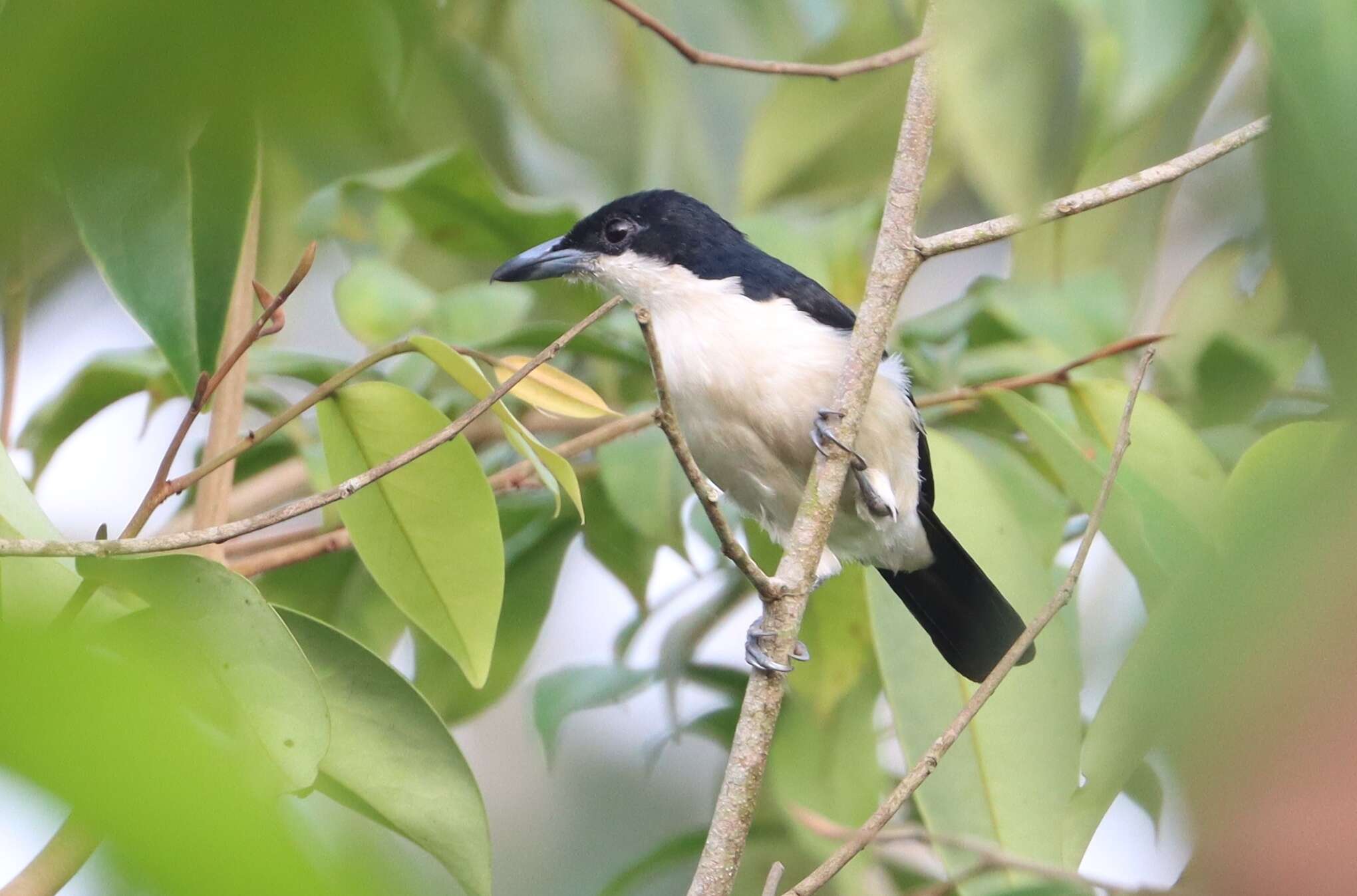 Image of Large-billed Puffback