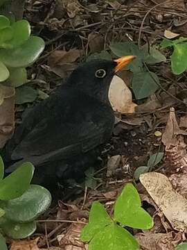 Слика од Turdus merula cabrerae Hartert 1901