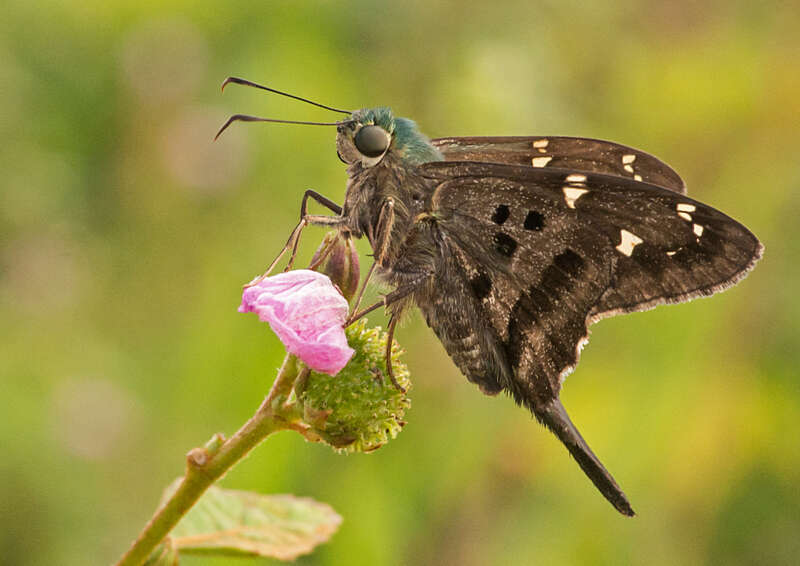 Image of Urbanus proteus domingo