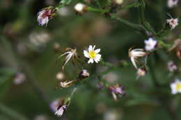 Image of Seaside American-Aster