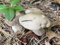 Image of Retiboletus vinaceipes B. Ortiz, Lodge & T. J. Baroni 2007