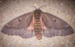 Image of Pine Devil Moth