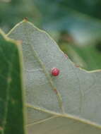 Image of Polystepha globosa (Felt 1909)