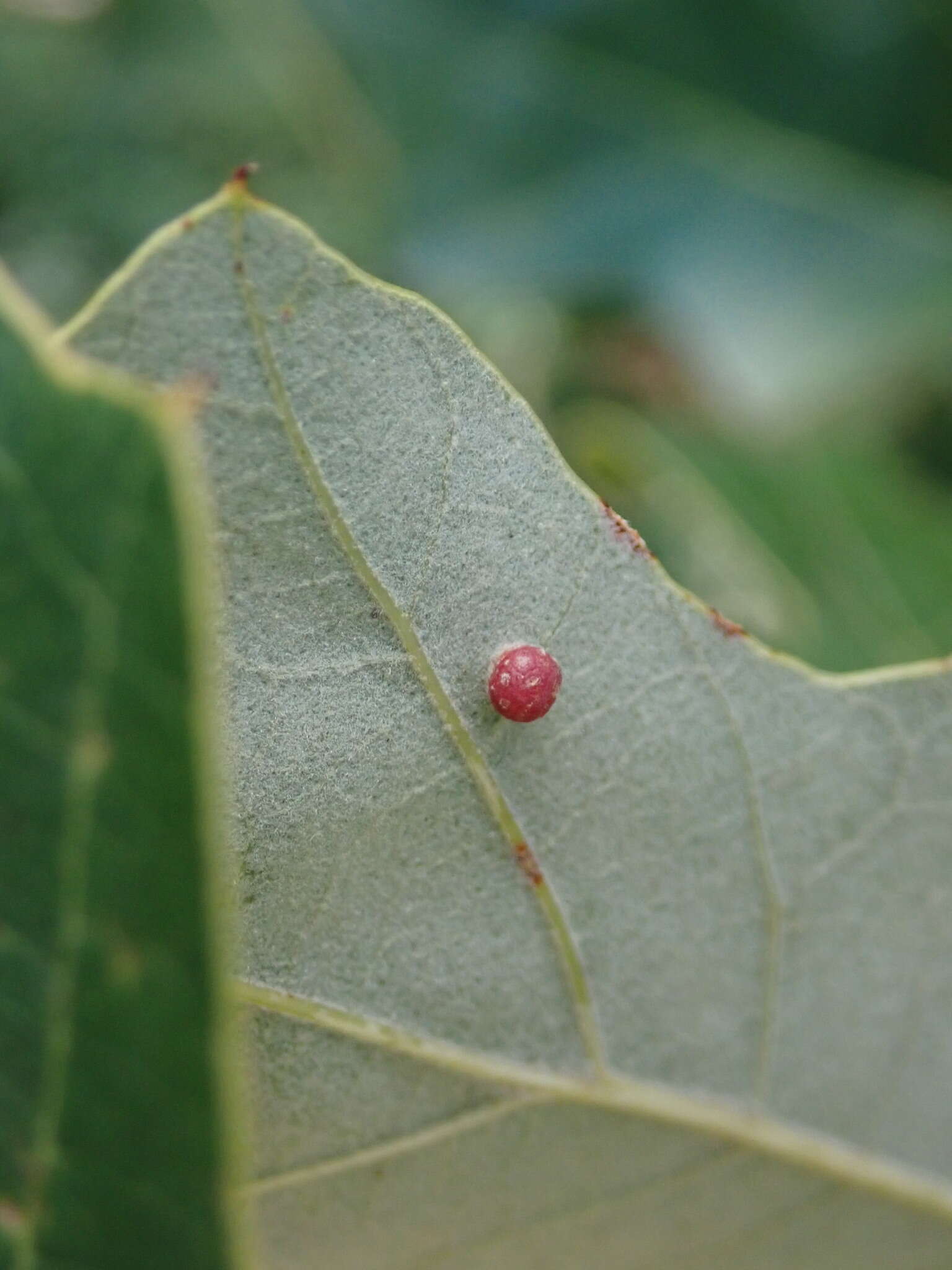 Image of Polystepha globosa (Felt 1909)