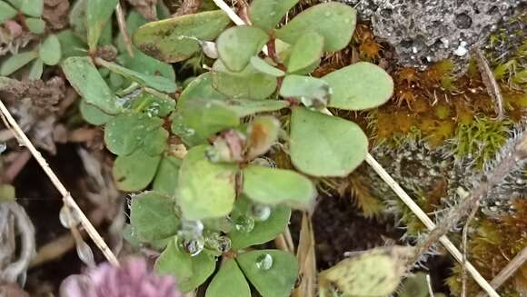 Imagem de Trifolium ligusticum Loisel.