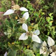 صورة Pycnanthemum floridanum E. Grant & Epling