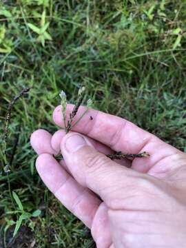 Imagem de Verbena montevidensis Spreng.