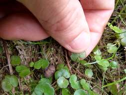 Imagem de Hydrocotyle pterocarpa F. Müll.