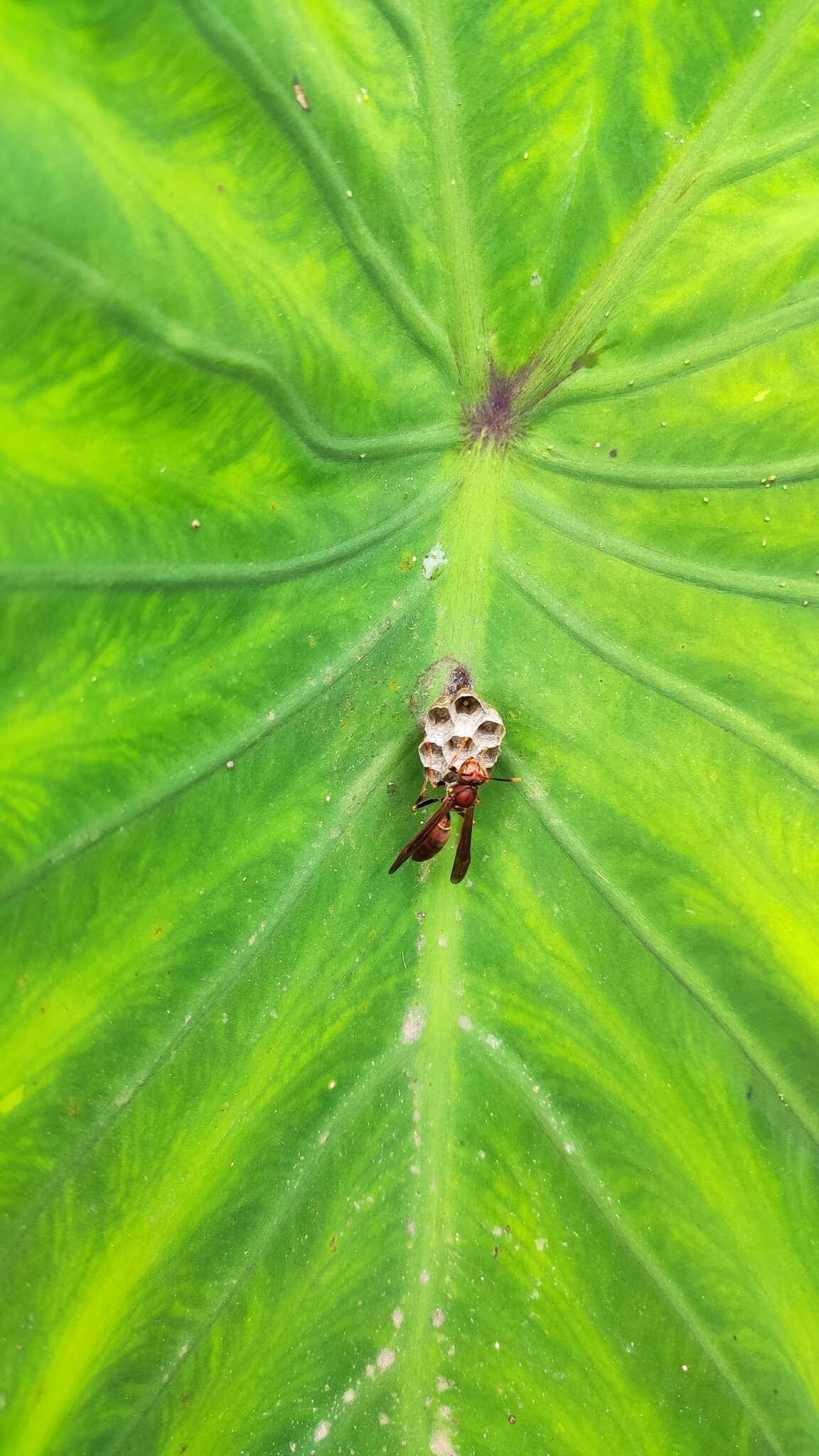 Image of Polistes veracrucis Richards 1978