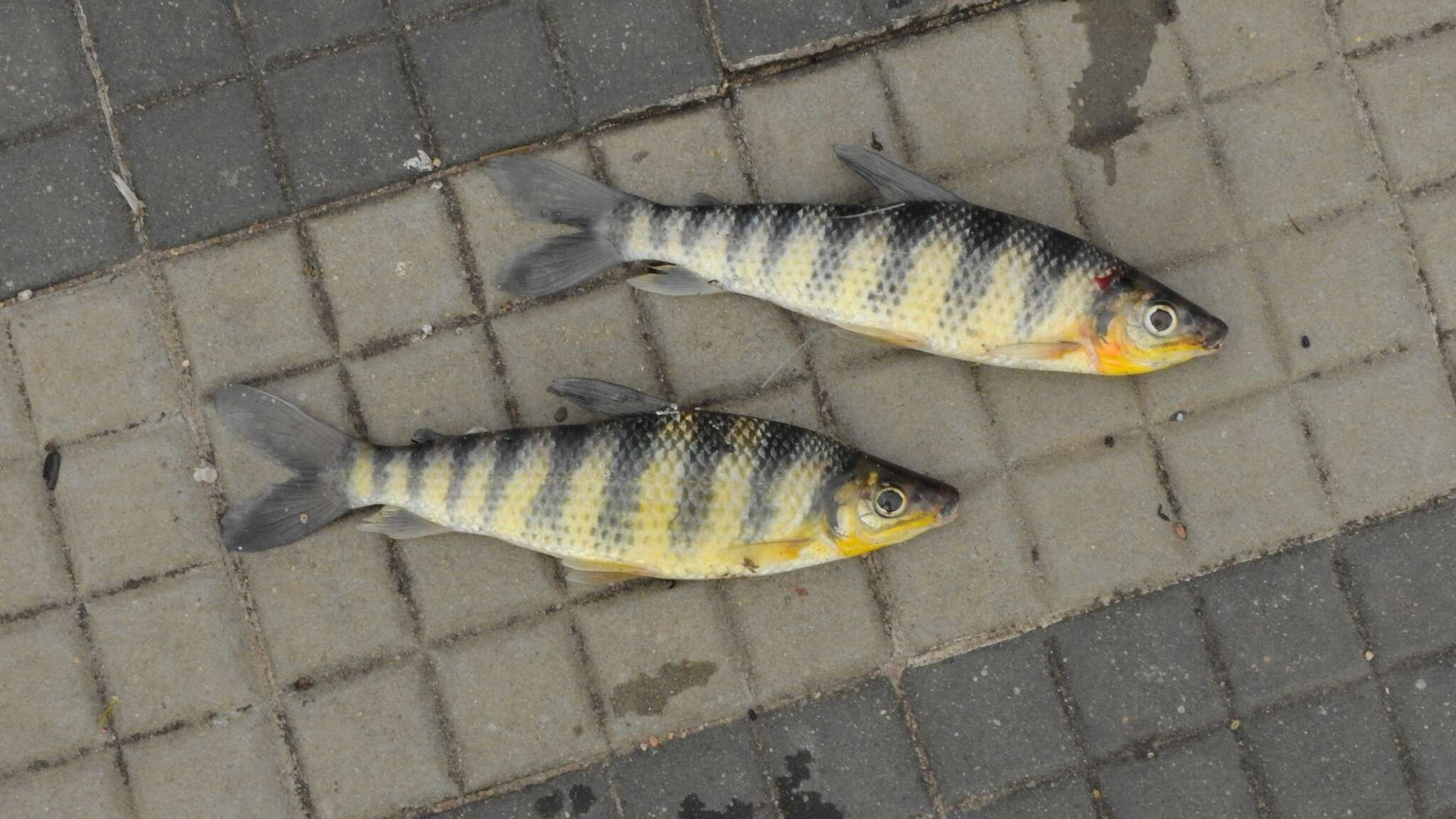 Image of Banded leporinus