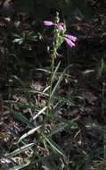 Image of obedient plant