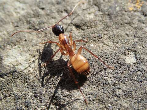 صورة Camponotus americanus Mayr 1862