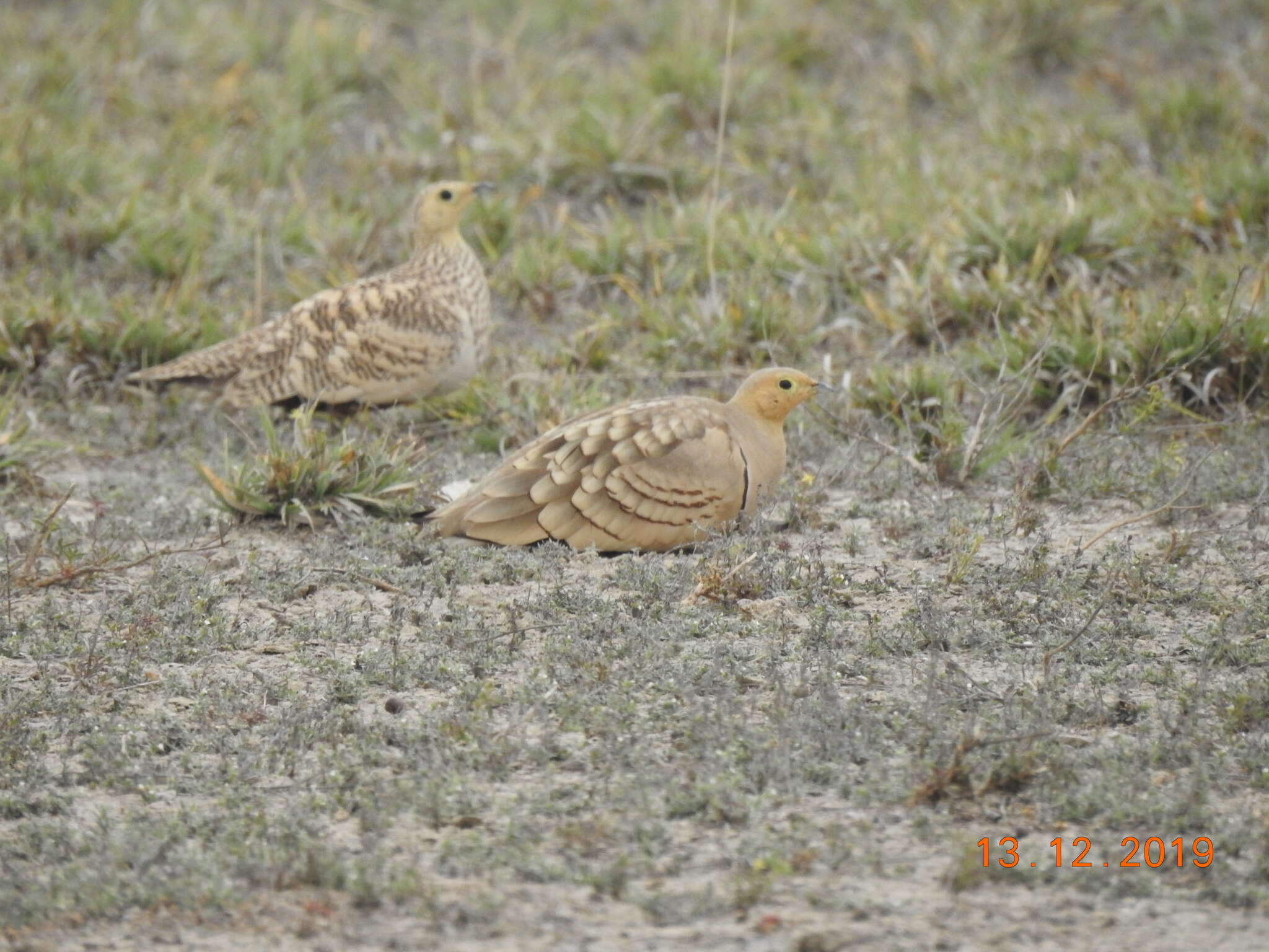 Image of Chestnut-bellied Sandgrouse