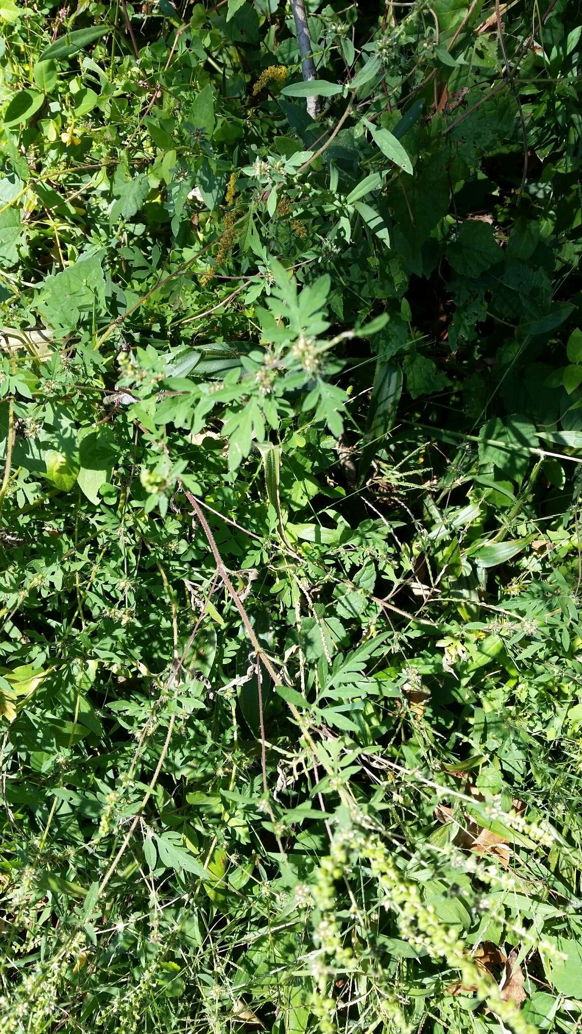 Image of annual ragweed