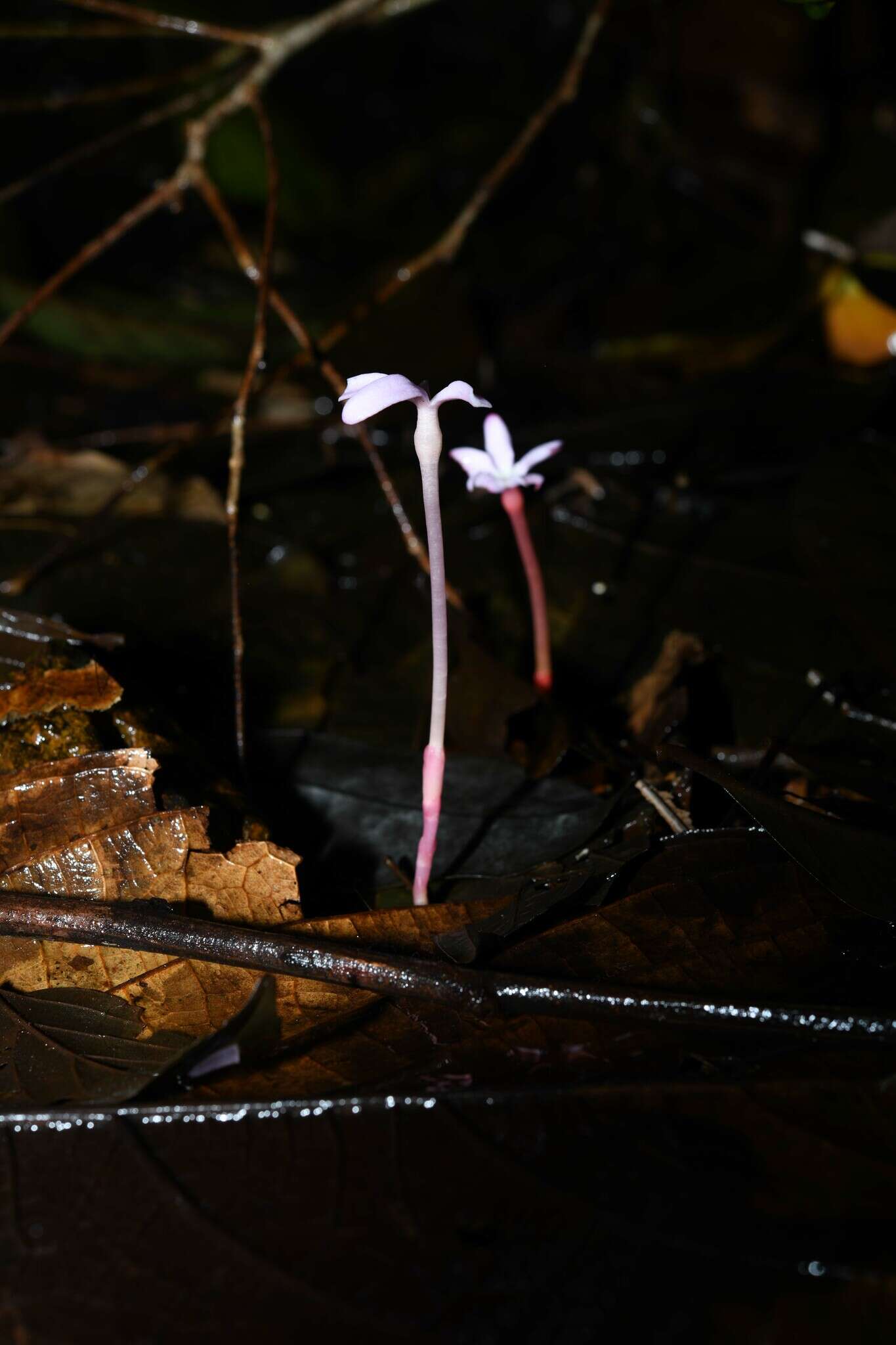 Image of Voyria rosea Aubl.