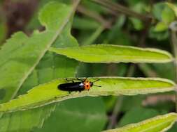 Image of <i>Tetraphala collaris</i>