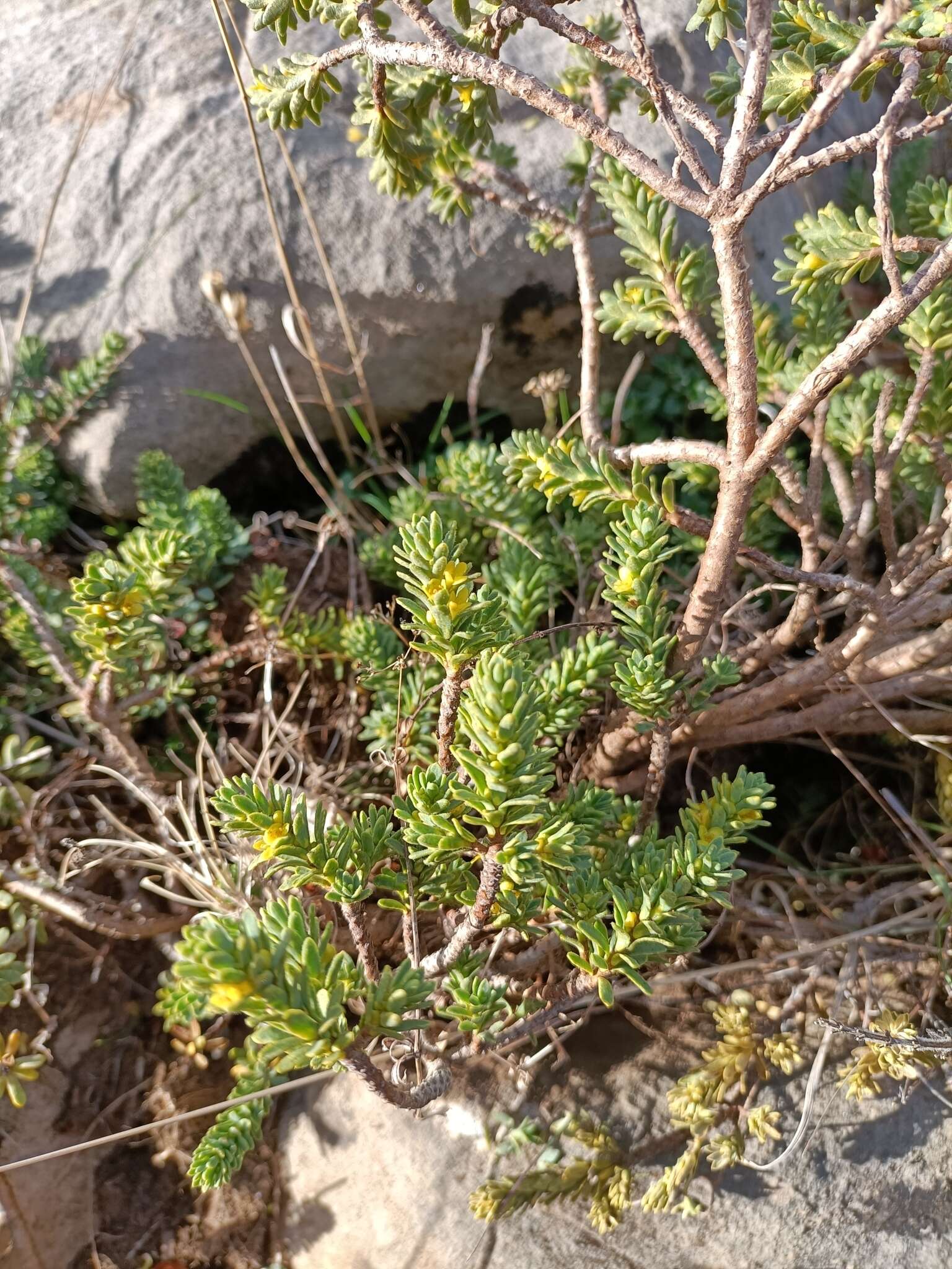 Image of Thymelaea tinctoria (Pourr.) Endl.