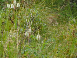 Image of Canadian burnet