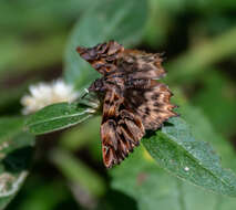 Image of Noctuana diurna Butler 1870