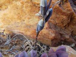 Image of Haworthia arachnoidea var. namaquensis M. B. Bayer