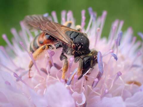 Image of Andrena hattorfiana (Fabricius 1775)