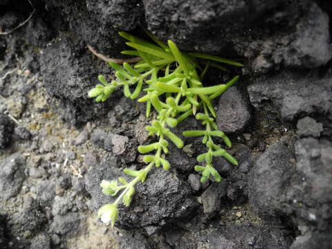 Image of Spergularia azorica (Kindb.) Lebel