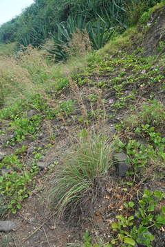 Image of Cymbopogon tortilis (J. Presl) A. Camus