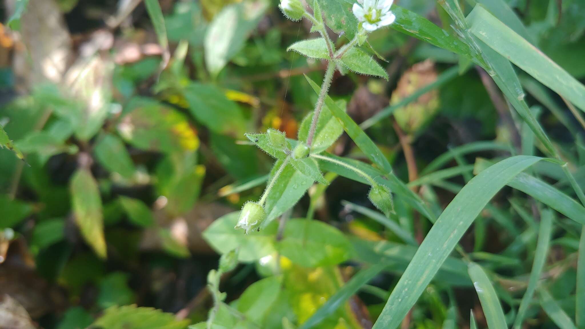 صورة Cerastium nutans Raf.