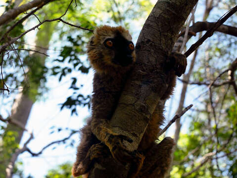 Imagem de Eulemur rufifrons (Bennett 1833)