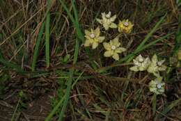 Image of Hooded meadow-star