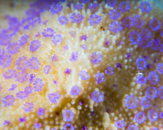 Image of pore coral