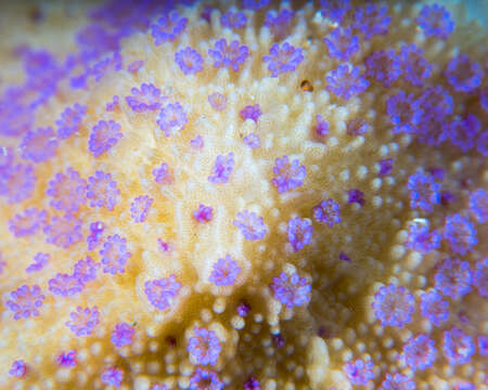 Montipora patula Verrill 1869的圖片