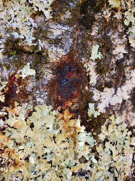 Image of Sudden oak death