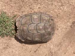 Image of Karroo Tortoise