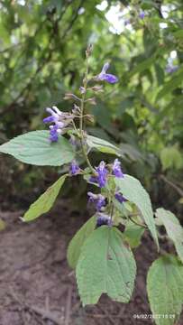 Salvia plurispicata Epling resmi