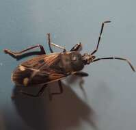 صورة Eremocoris ferus (Say & T. 1831)