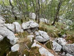 Image of Festuca bosniaca Kumm. & Sendtn.