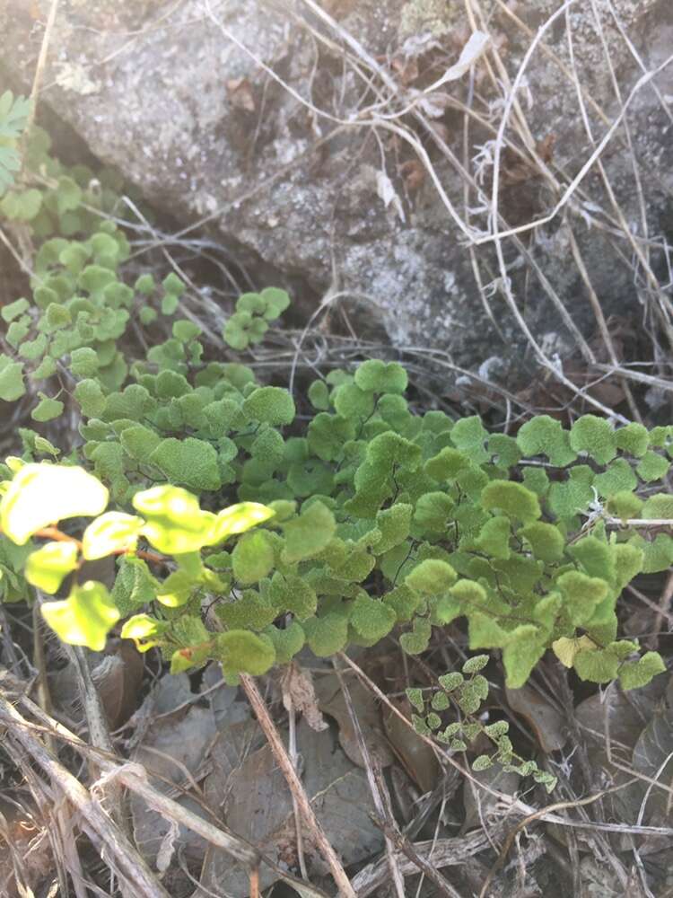 Image of Adiantum chilense var. scabrum (Kaulf.) Hicken