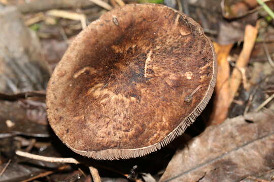 Image of Agaricus austrovinaceus Grgur. & T. W. May 1997