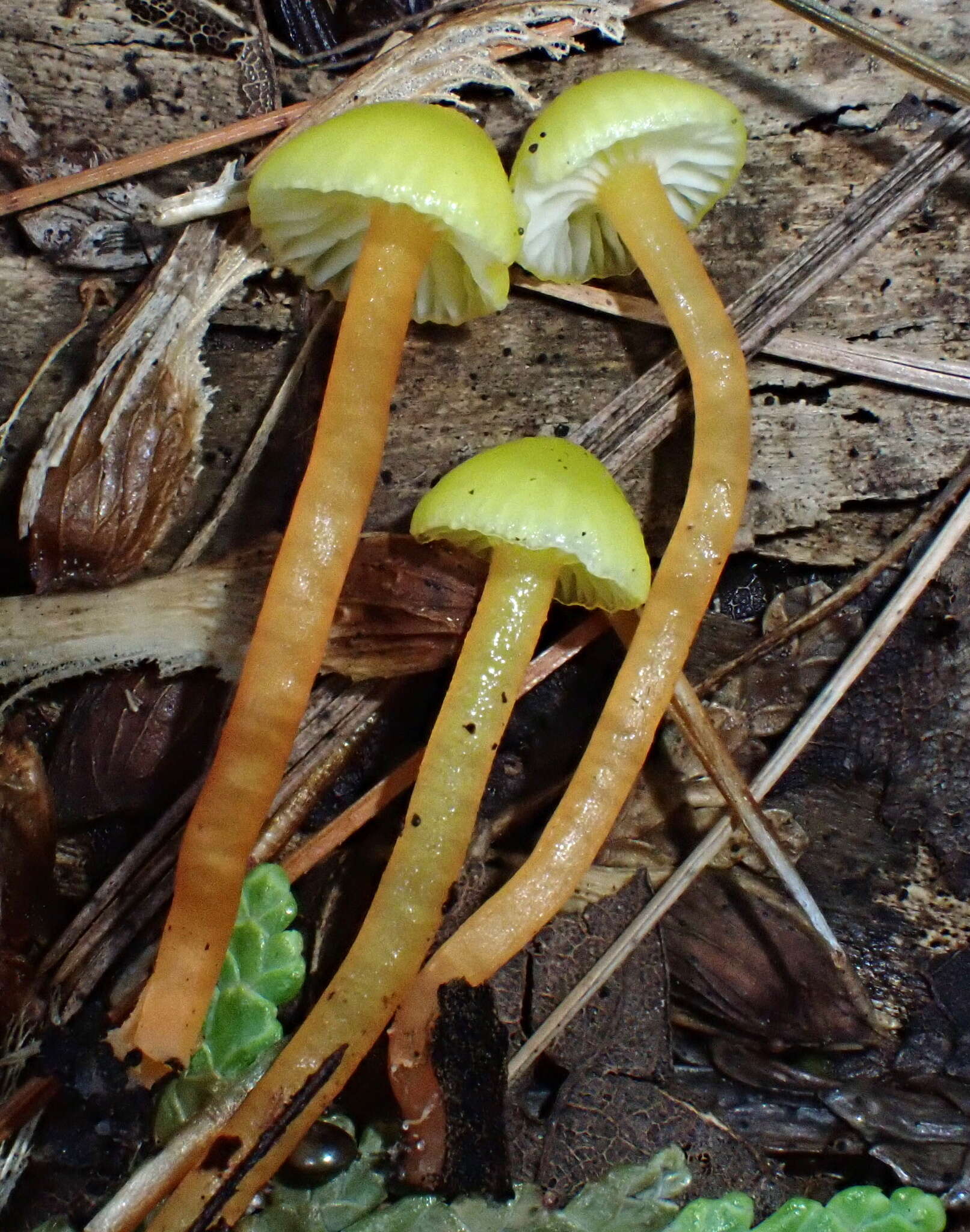 Image of Hygrocybe parvula (Peck) Murrill 1916