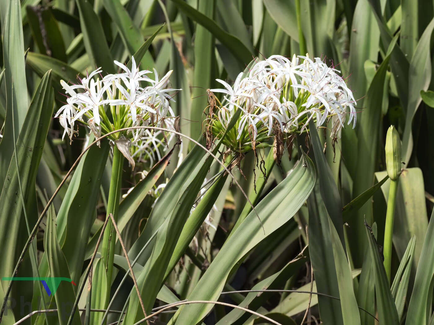 Image of Mangrove lily