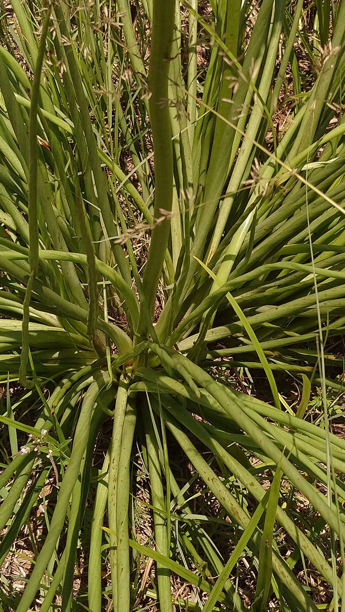 Image of Bulbine angustifolia Poelln.