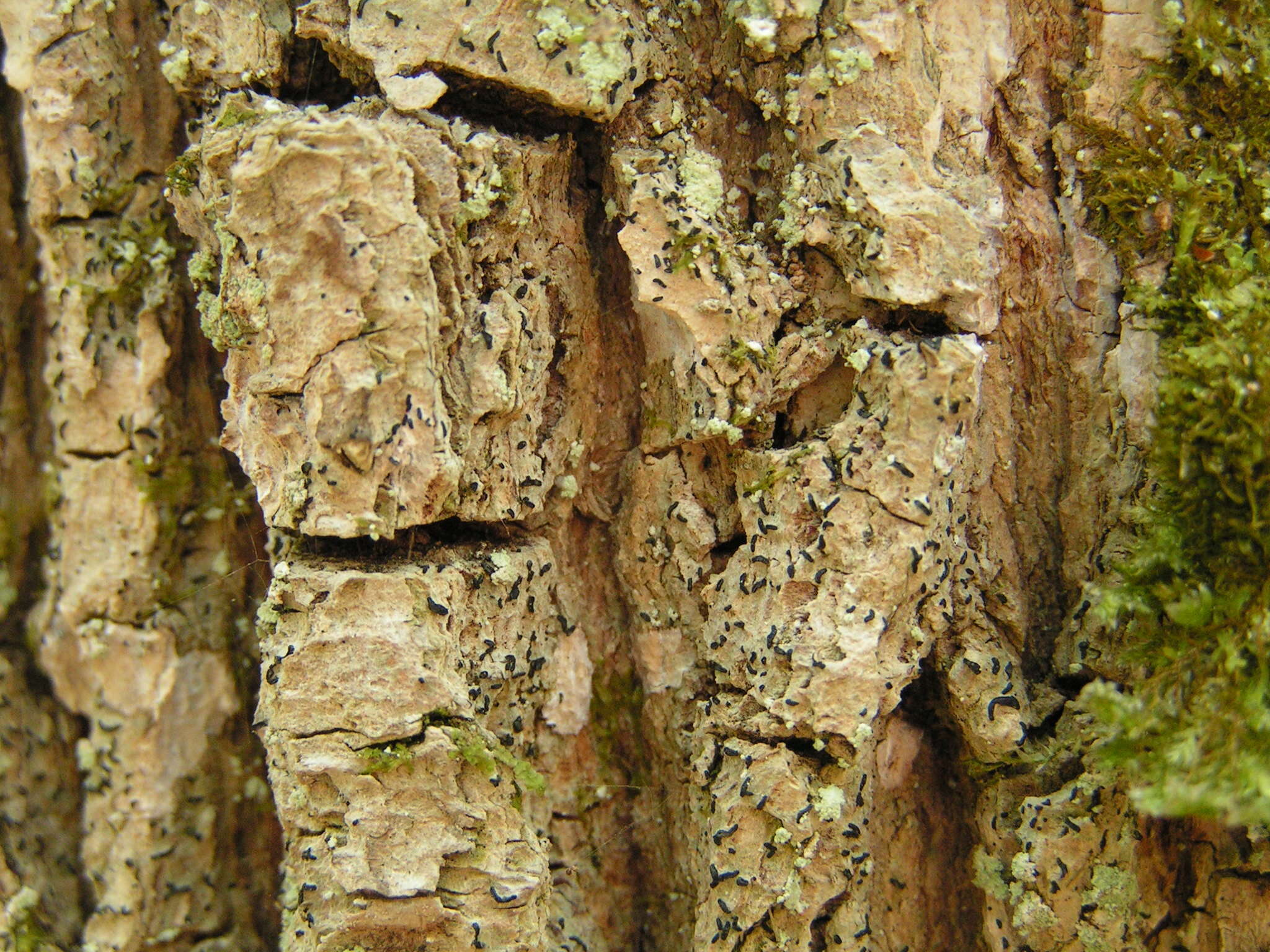 Image of scribble lichen