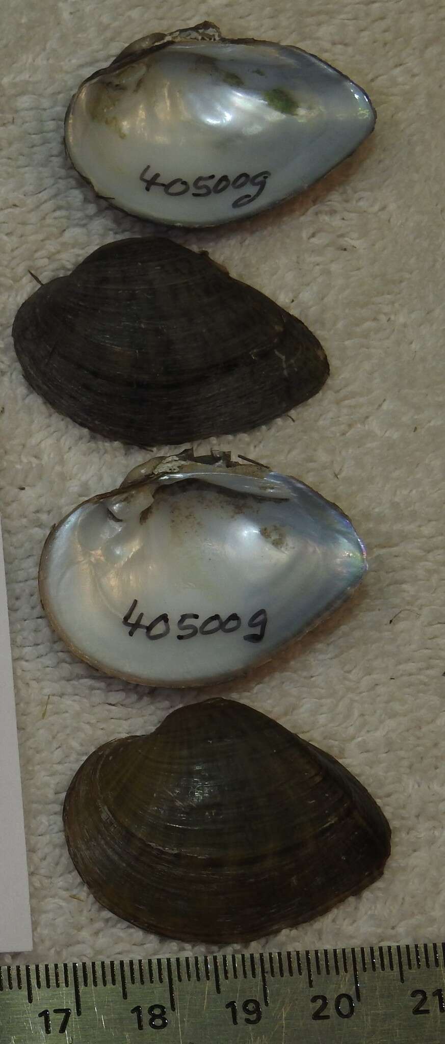 Image of Truncilla truncata Rafinesque 1820