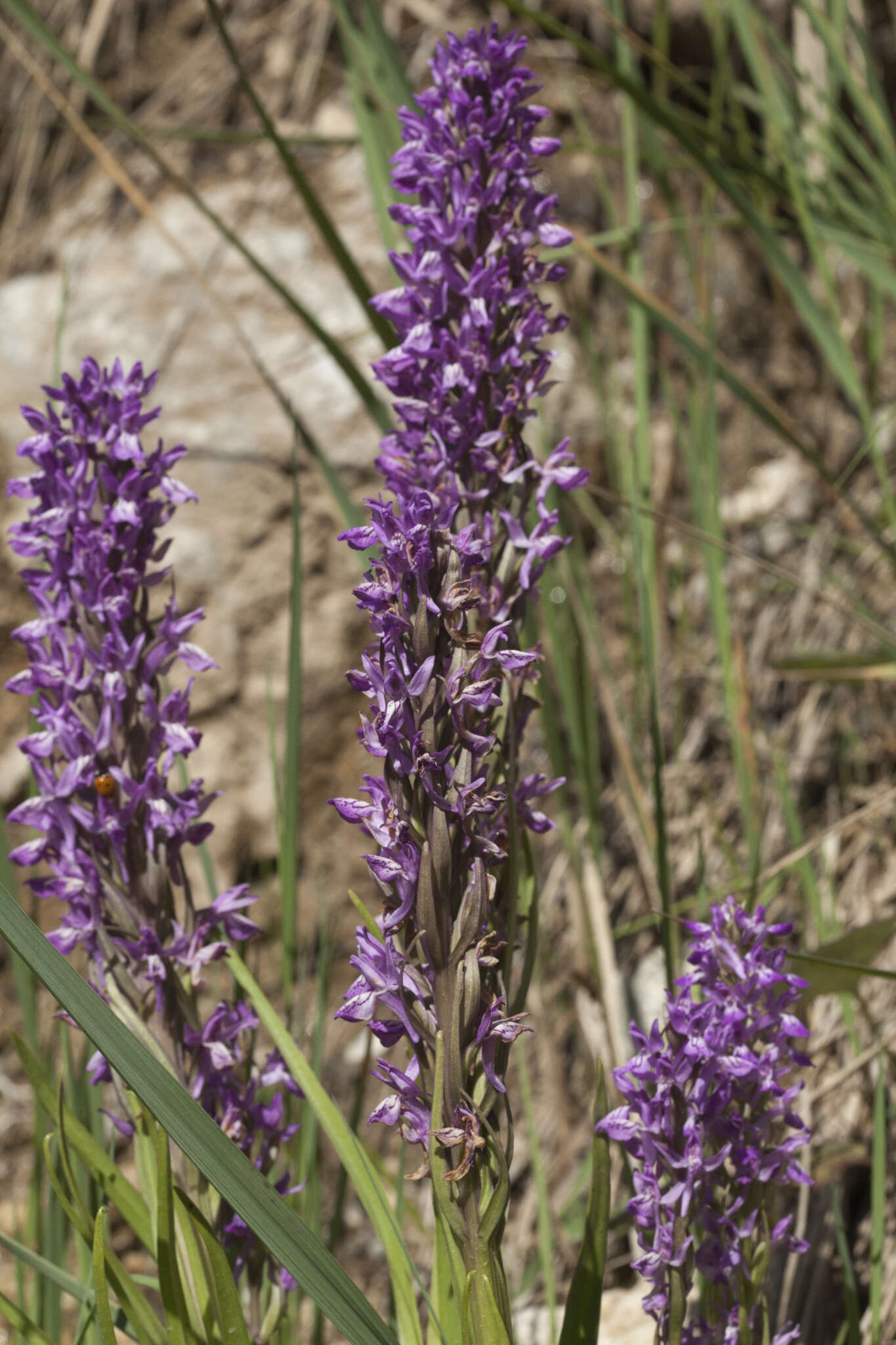 Image of Dactylorhiza umbrosa (Kar. & Kir.) Nevski