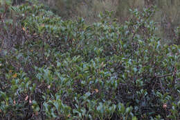 Imagem de Rumex lunaria L.